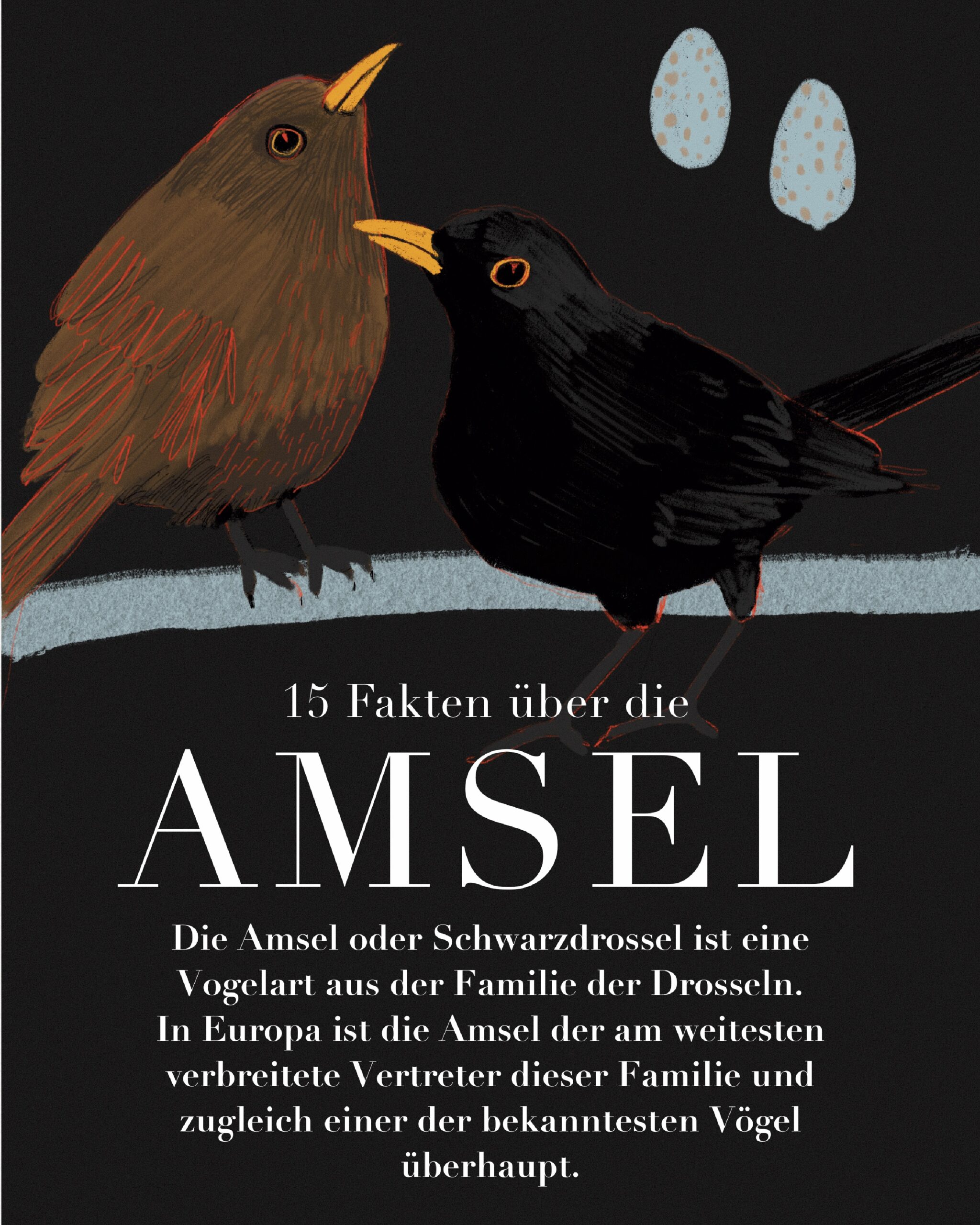 AnneBraun_Illustration_Amsel